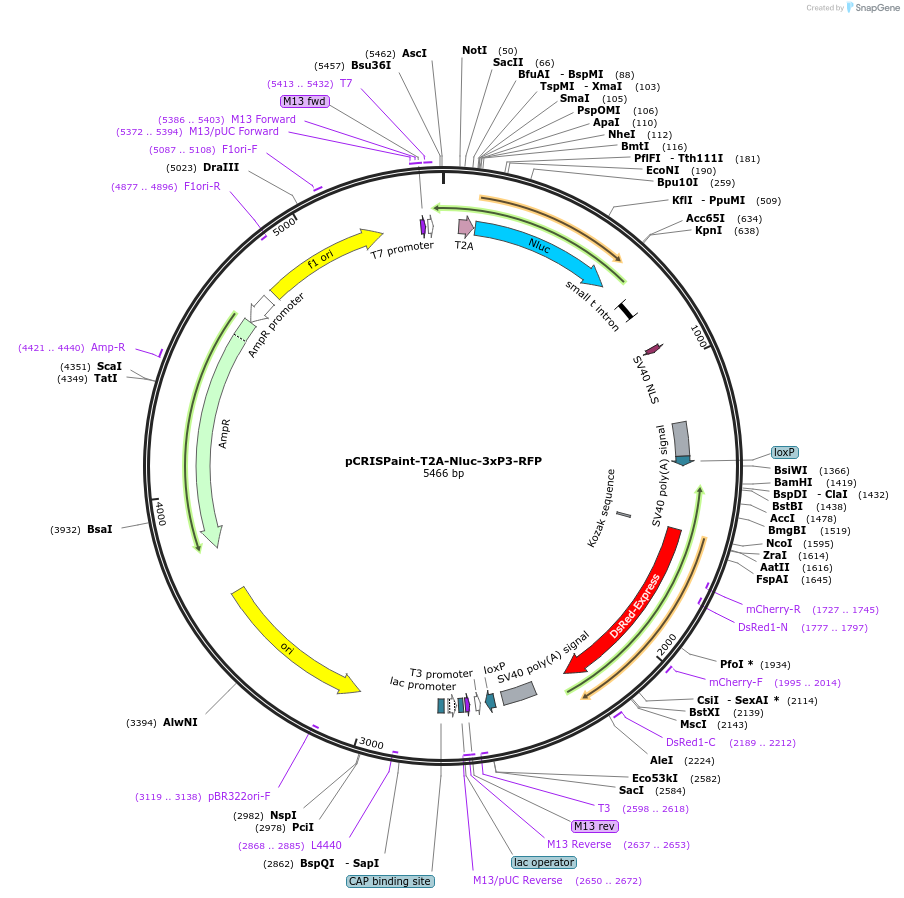 127563-plasmid-map-sequence-id-253121
