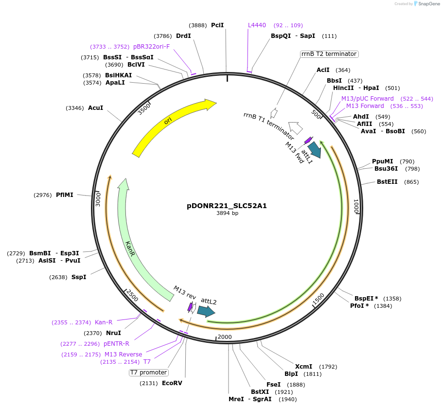 132169-plasmid-map-sequence-id-253737