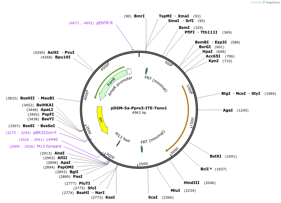 127724-plasmid-map-sequence-id-254023