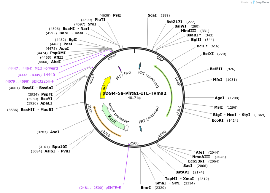 127726-plasmid-map-sequence-id-254028