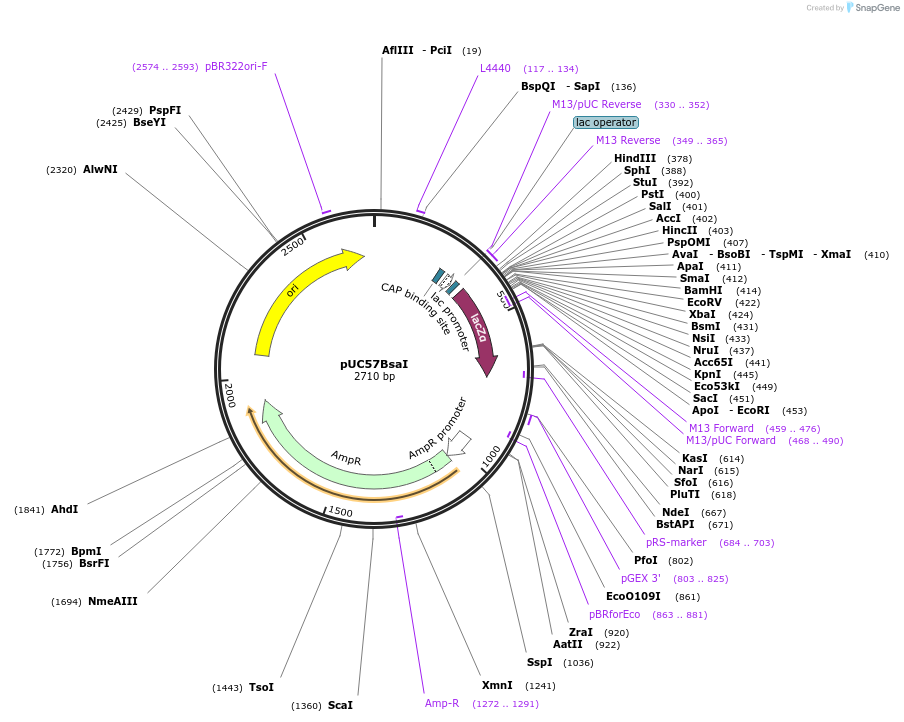 128859-plasmid-map-sequence-id-254033