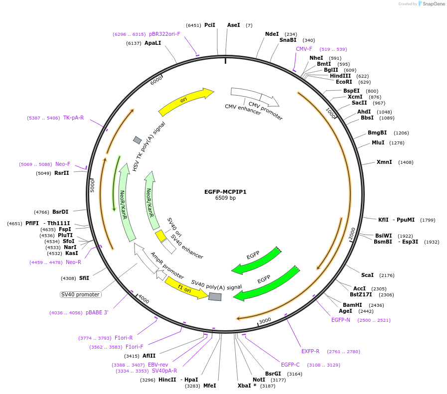 127460-plasmid-map-sequence-id-254034