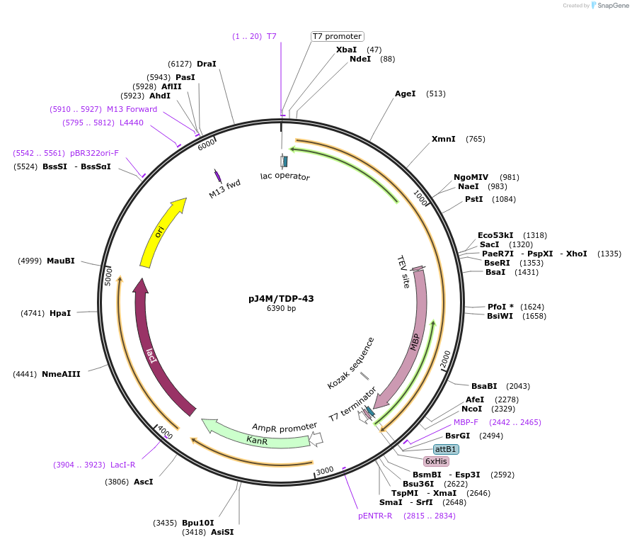 104480-plasmid-map-sequence-id-254036