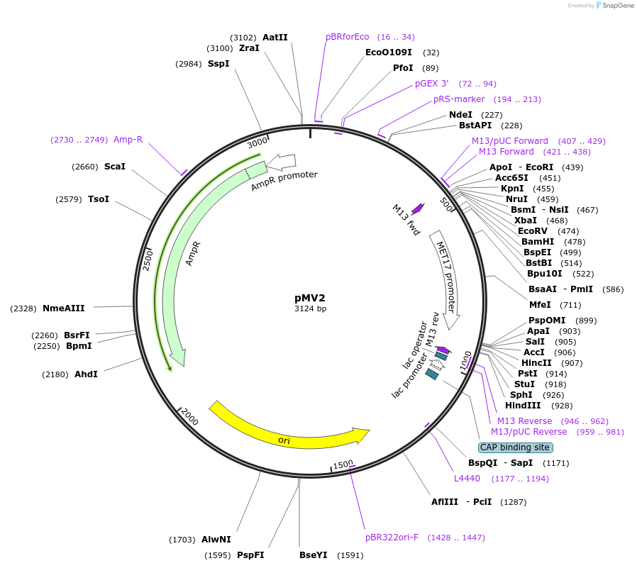 128876-plasmid-map-sequence-id-254040