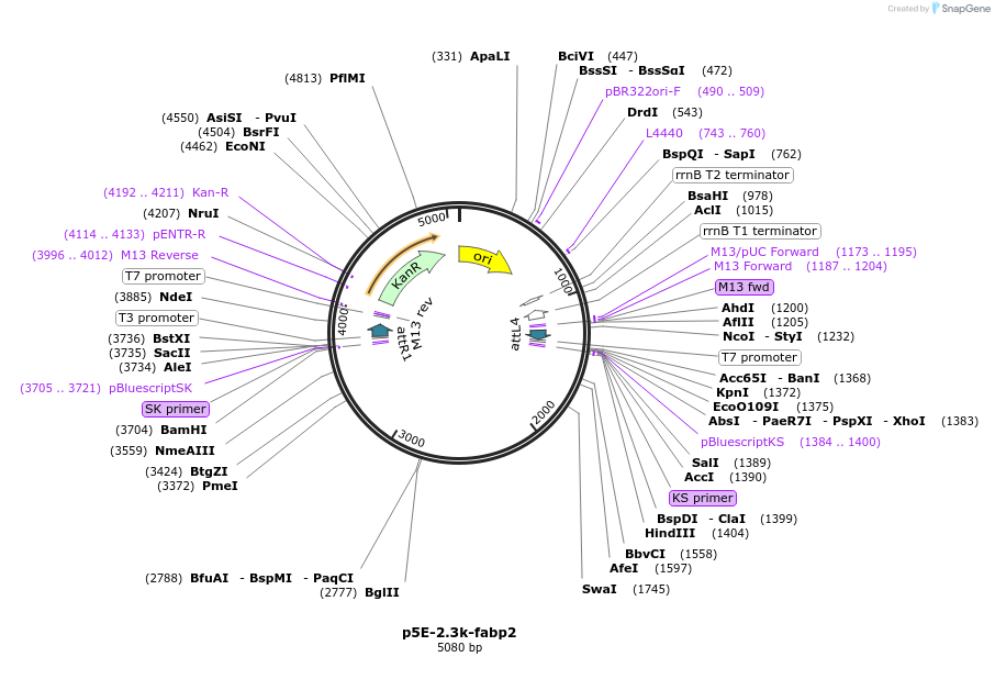 84927-plasmid-map-sequence-id-254043