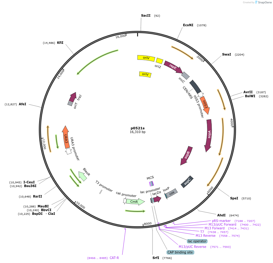 62862-plasmid-map-sequence-id-254048