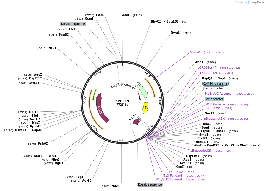 128362-plasmid-map-sequence-id-254049