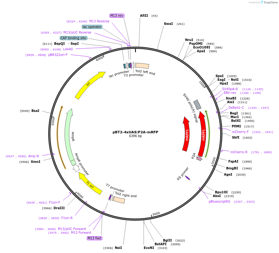 127593-plasmid-map-sequence-id-254050