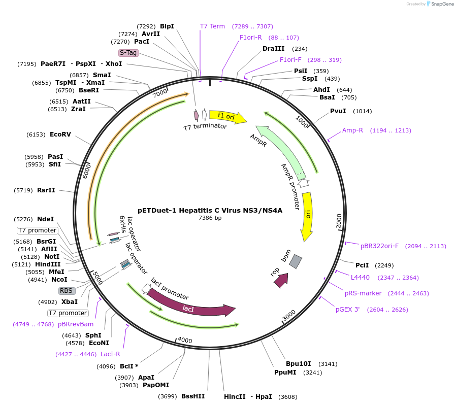 61696-plasmid-map-sequence-id-254053