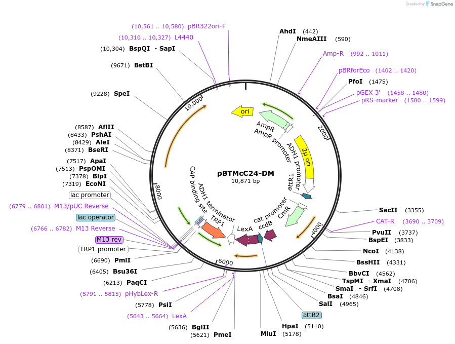 111236-plasmid-map-sequence-id-254055