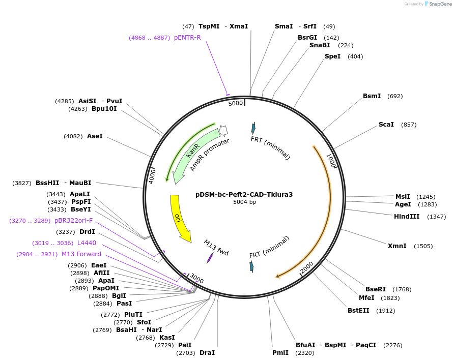 127729-plasmid-map-sequence-id-254056