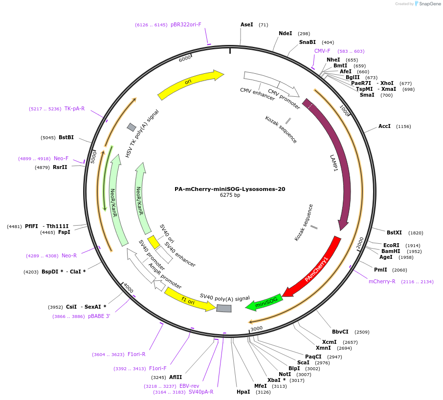 57793-plasmid-map-sequence-id-254063