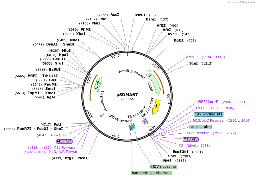 128356-plasmid-map-sequence-id-254064