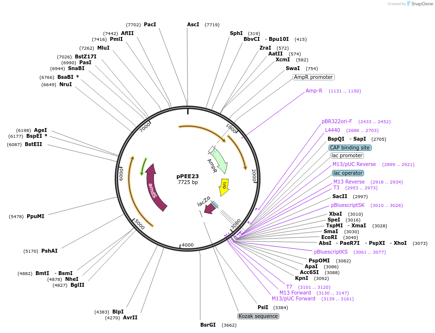 128366-plasmid-map-sequence-id-254074
