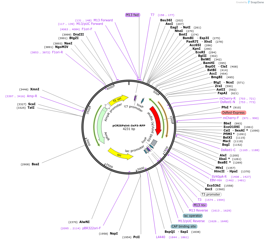 130276-plasmid-map-sequence-id-254075
