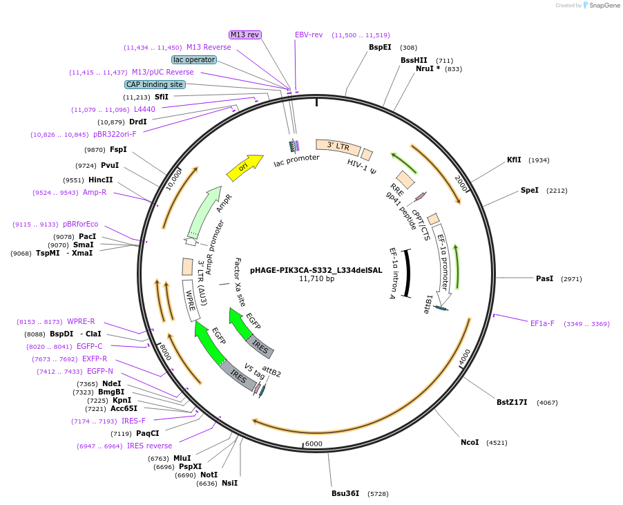 116541-plasmid-map-sequence-id-254081