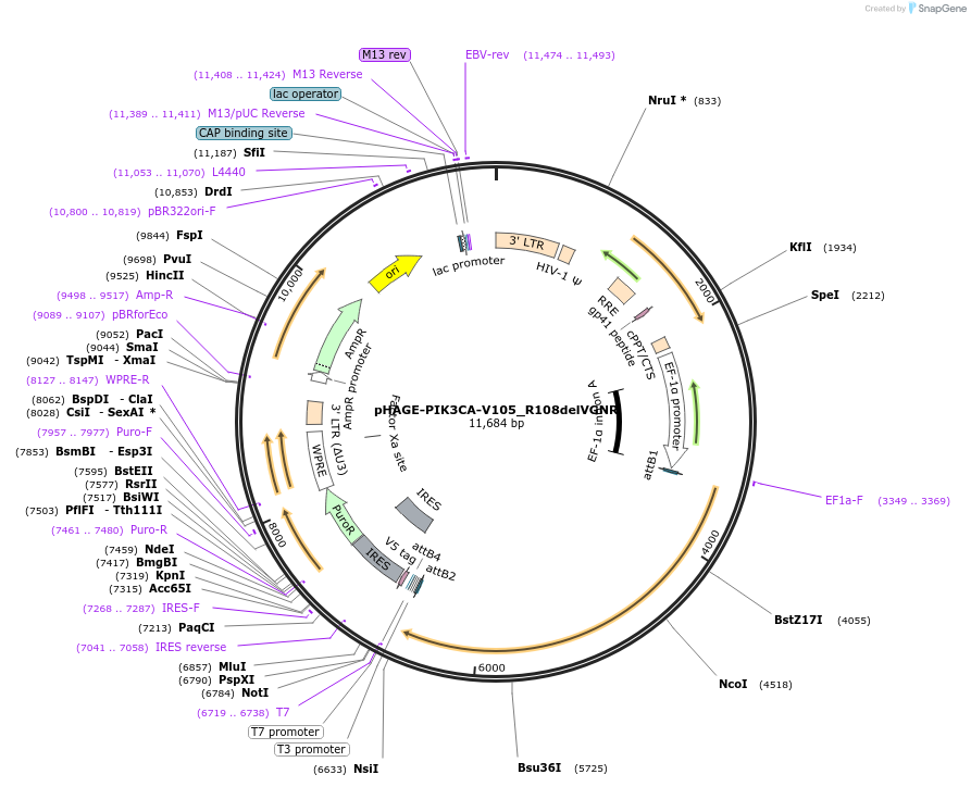116545-plasmid-map-sequence-id-254085
