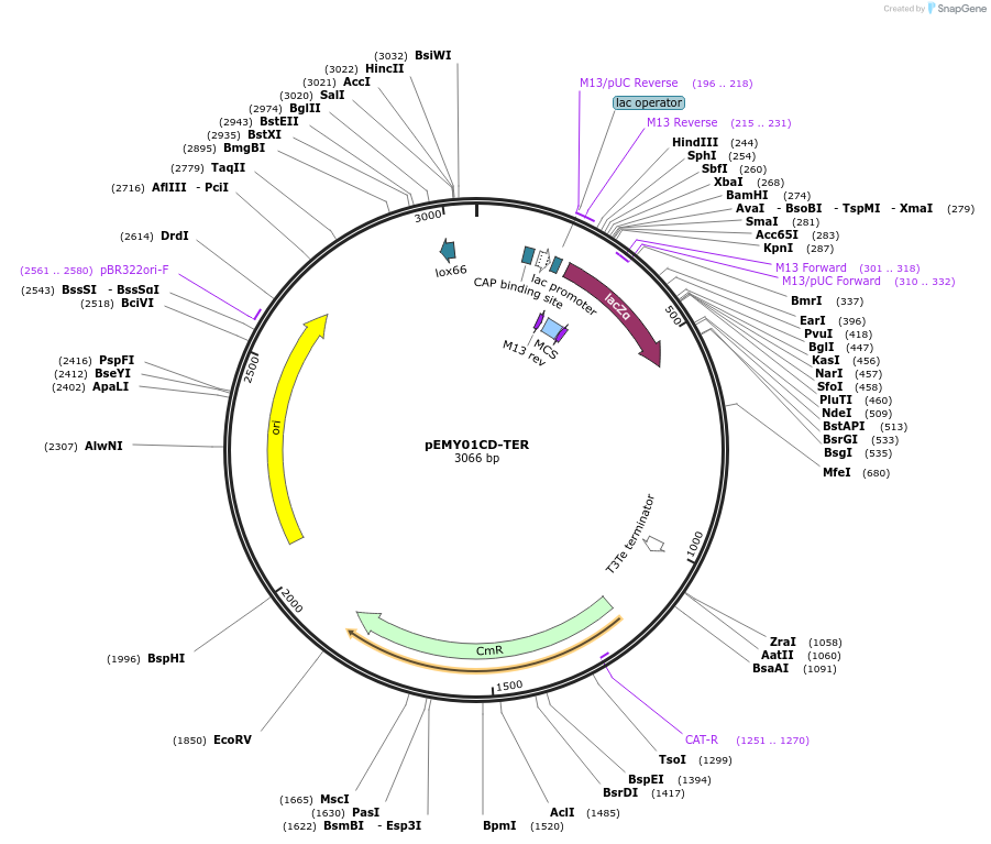 127751-plasmid-map-sequence-id-254087