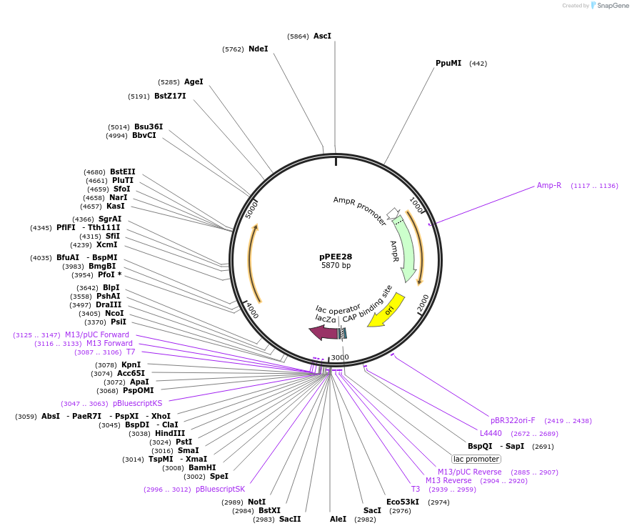 128368-plasmid-map-sequence-id-254093