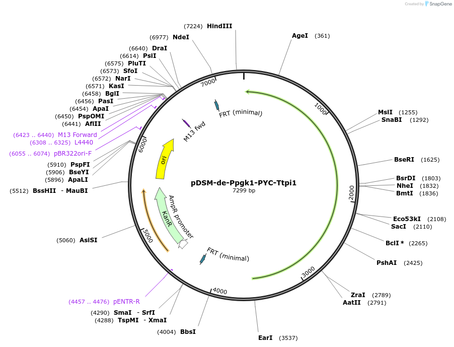 127735-plasmid-map-sequence-id-254094