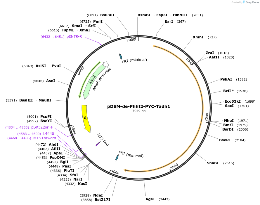 127737-plasmid-map-sequence-id-254101