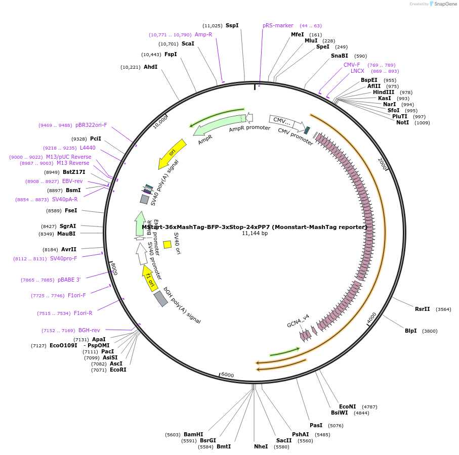 128607-plasmid-map-sequence-id-254117