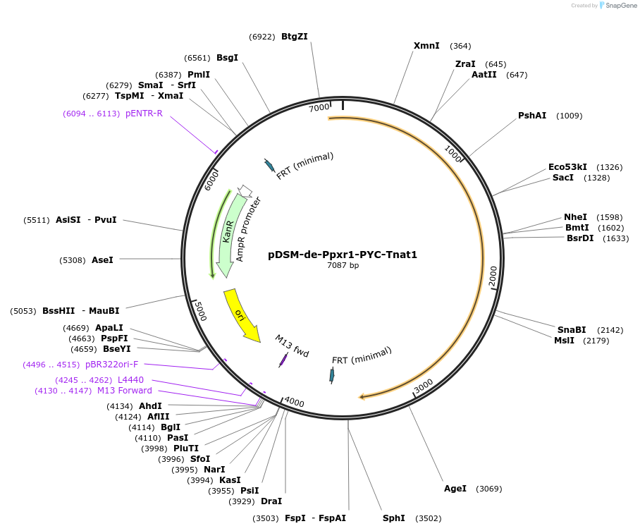 127736-plasmid-map-sequence-id-254118