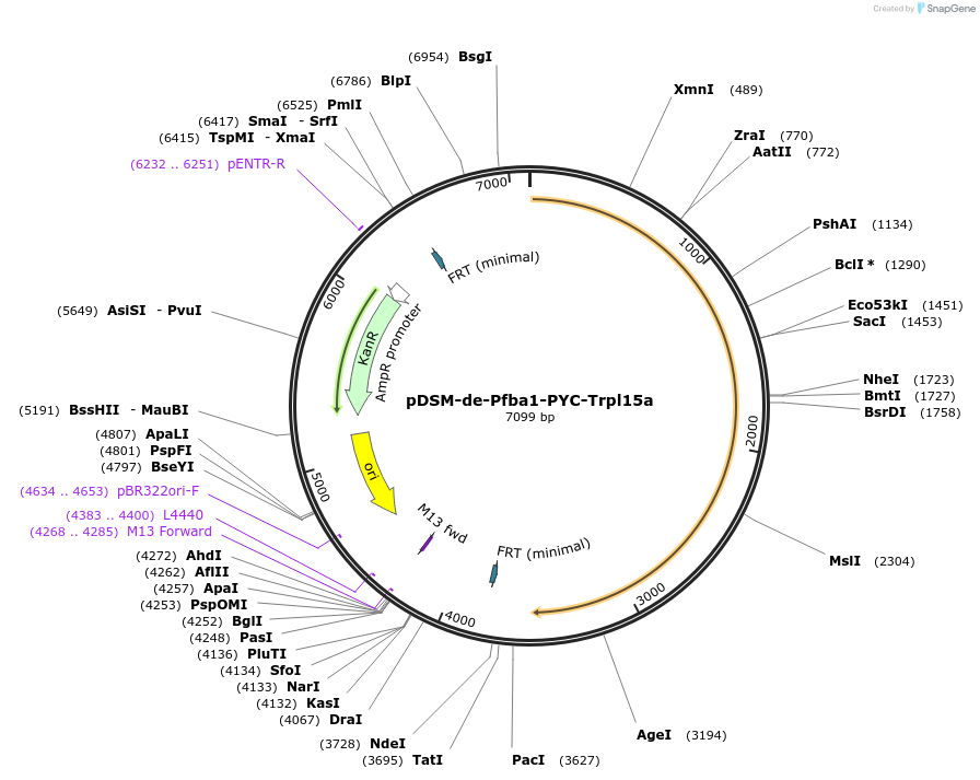 127738-plasmid-map-sequence-id-254119
