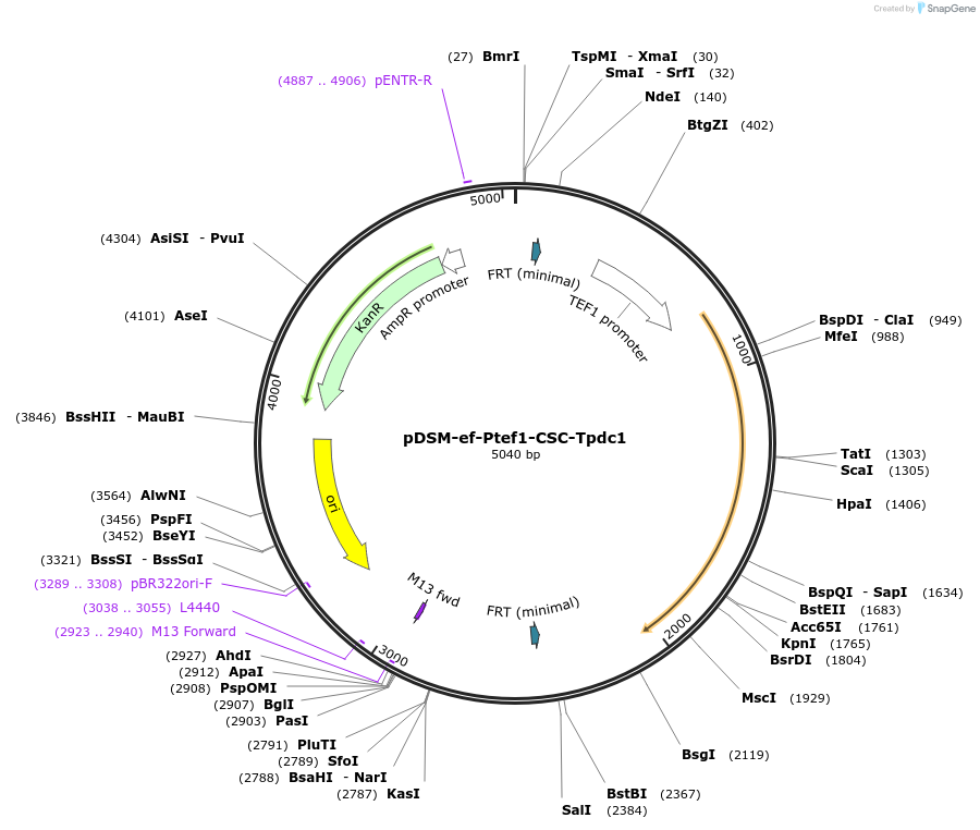 127739-plasmid-map-sequence-id-254121