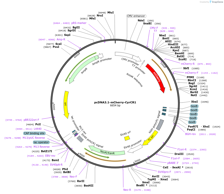 128768-plasmid-map-sequence-id-254123