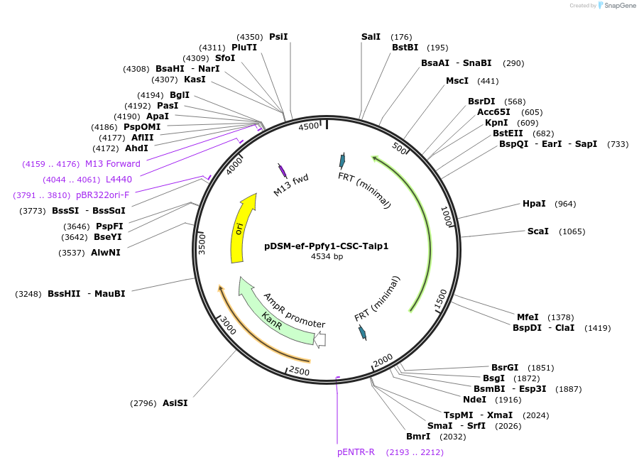 127741-plasmid-map-sequence-id-254127