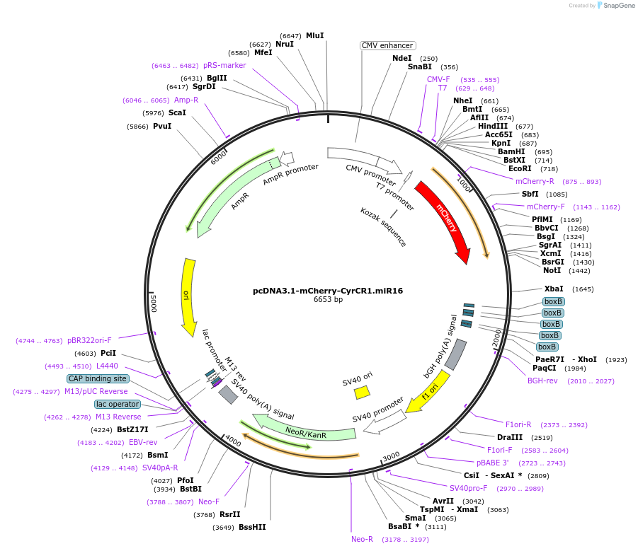 128747-plasmid-map-sequence-id-254135