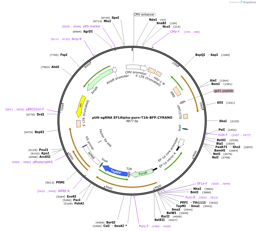 128755-plasmid-map-sequence-id-254142