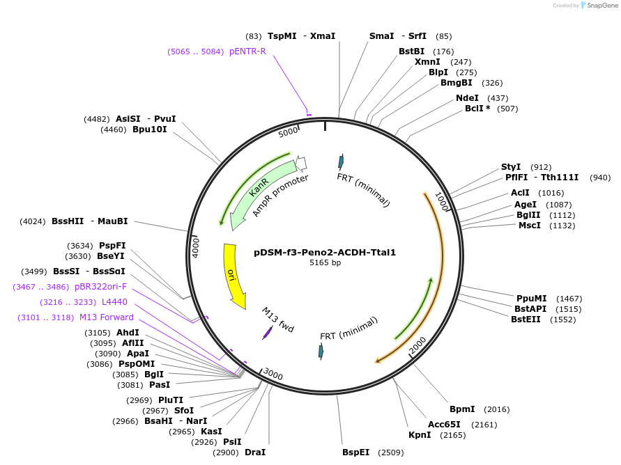 127743-plasmid-map-sequence-id-254145