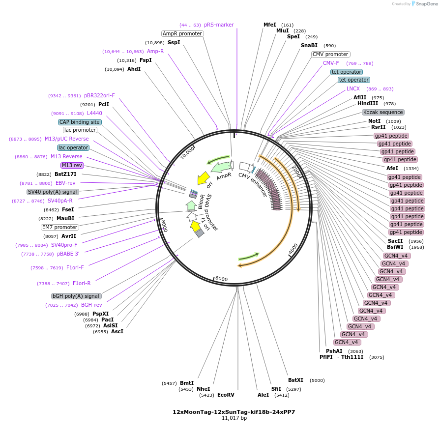128606-plasmid-map-sequence-id-254156