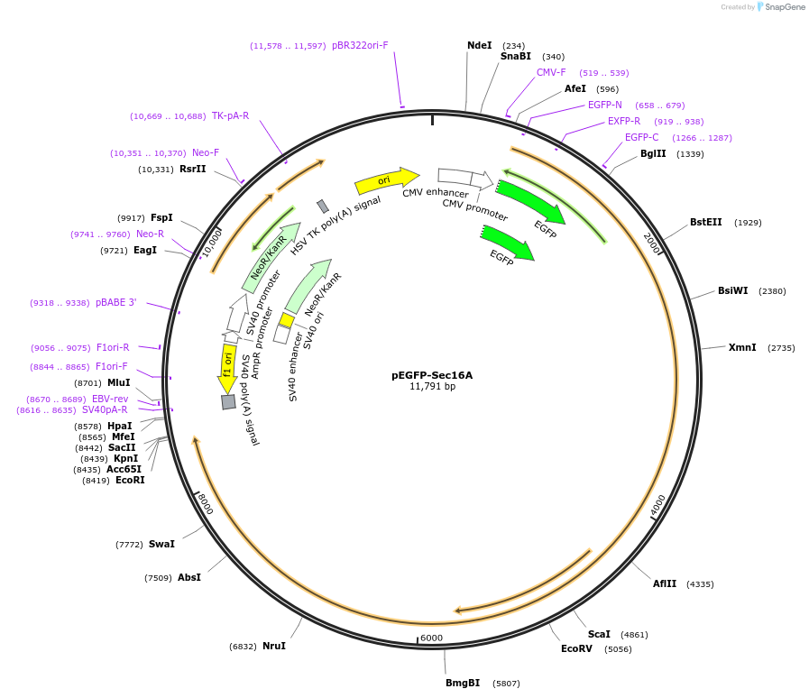 36155-plasmid-map-sequence-id-254159