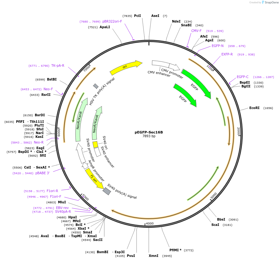 66607-plasmid-map-sequence-id-254164