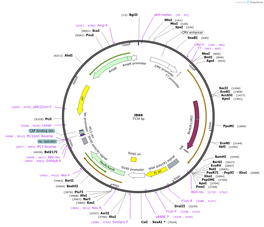 128933-plasmid-map-sequence-id-254183