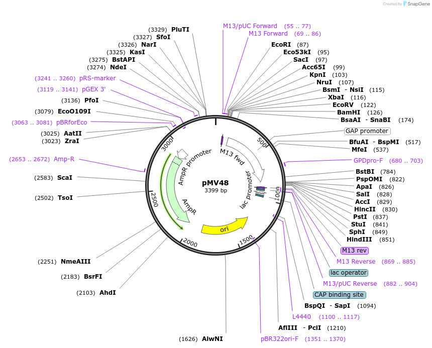 128881-plasmid-map-sequence-id-254188