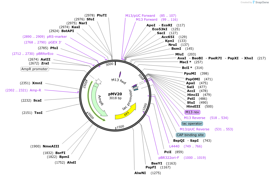 128879-plasmid-map-sequence-id-254189