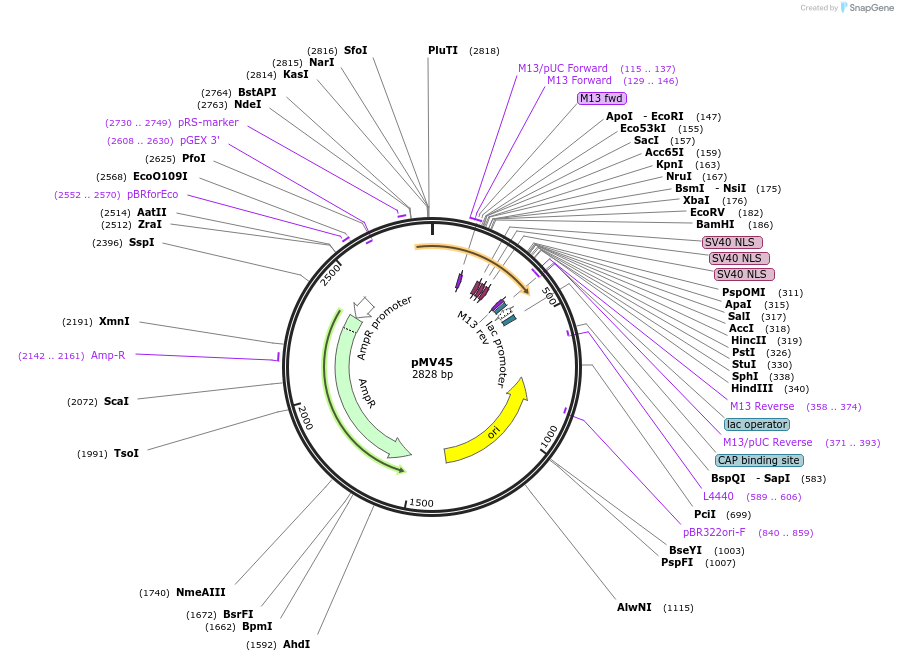 128885-plasmid-map-sequence-id-254190