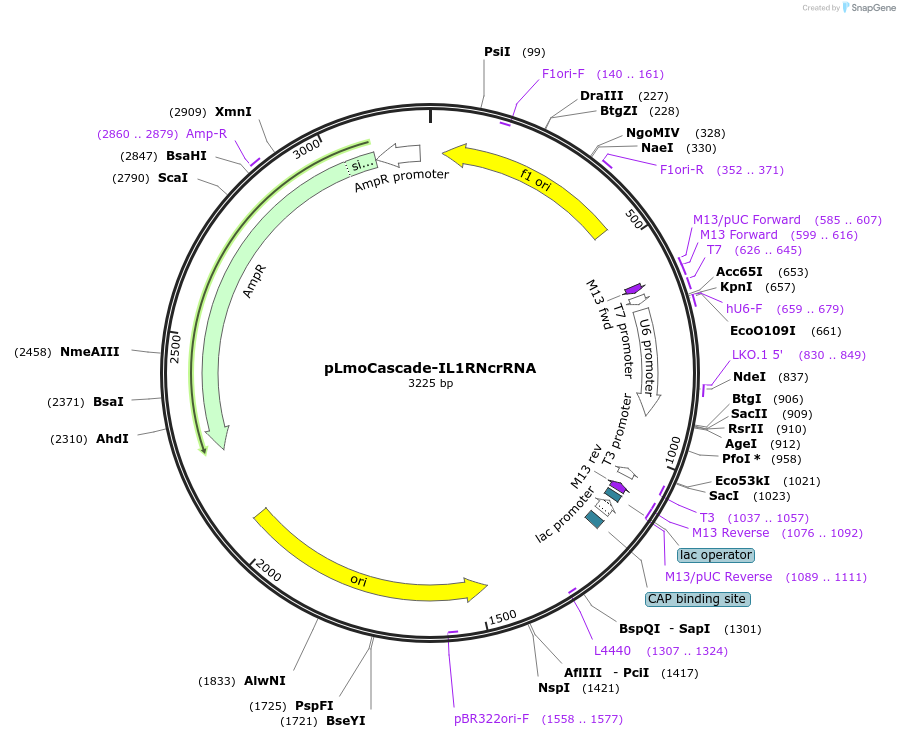 126487-plasmid-map-sequence-id-254191