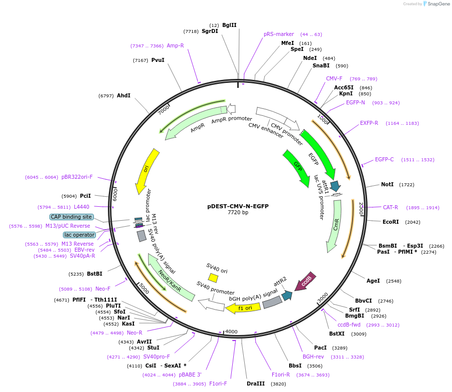 122842-plasmid-map-sequence-id-254196