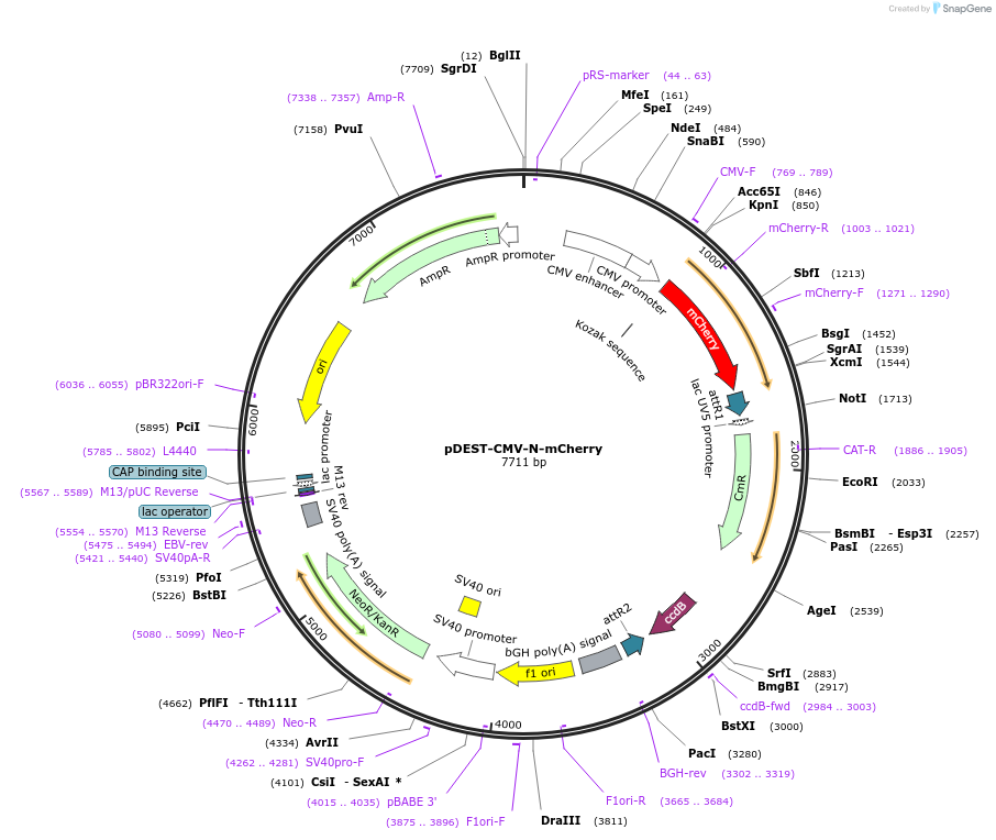 123215-plasmid-map-sequence-id-254197