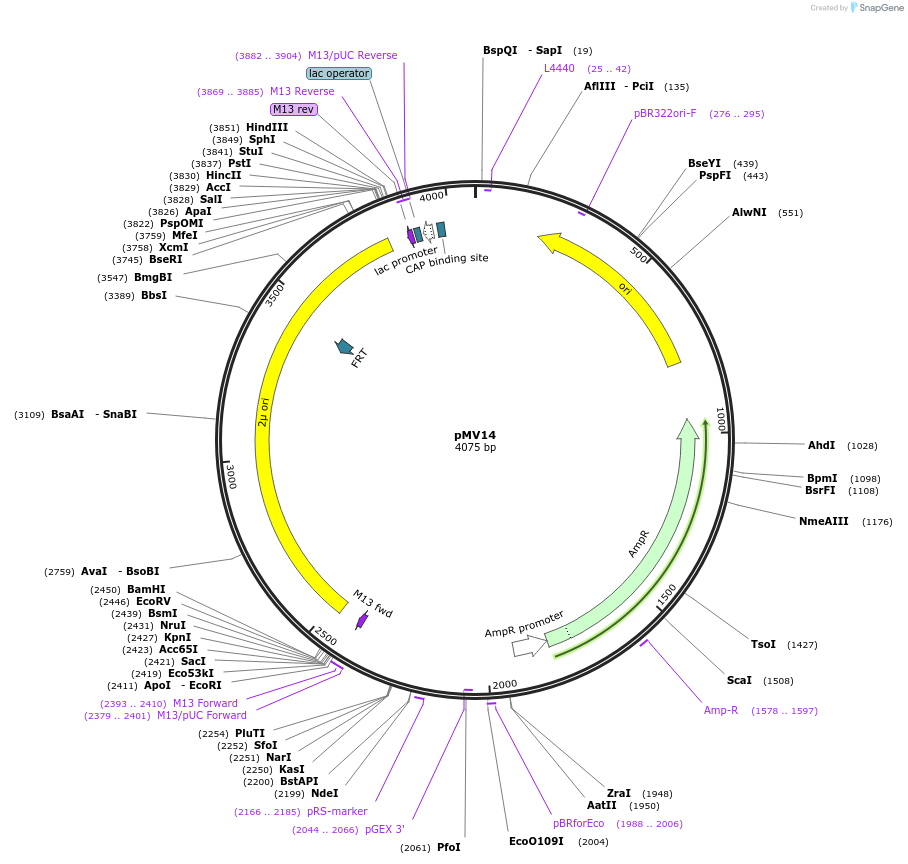 128861-plasmid-map-sequence-id-254206