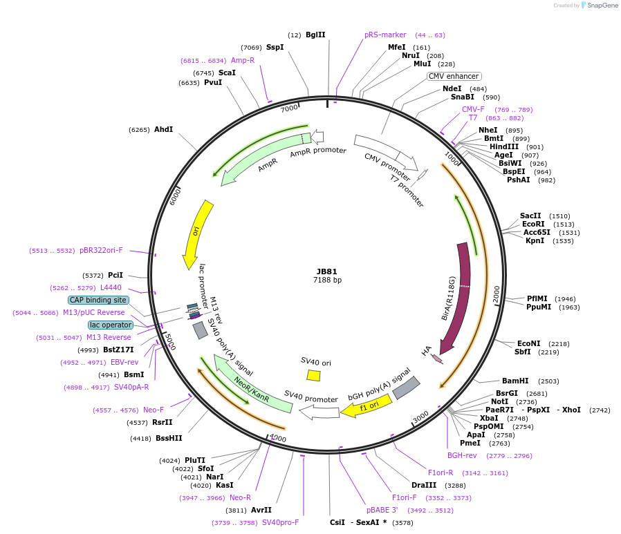 128910-plasmid-map-sequence-id-254207