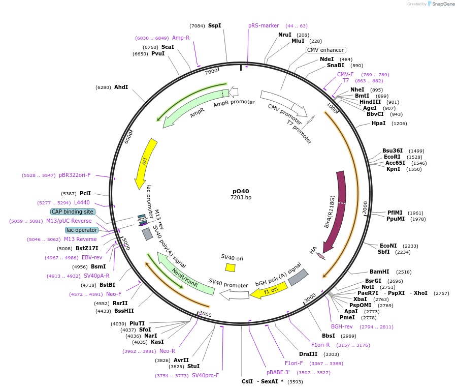 128902-plasmid-map-sequence-id-254209