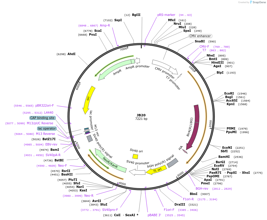 128912-plasmid-map-sequence-id-254210