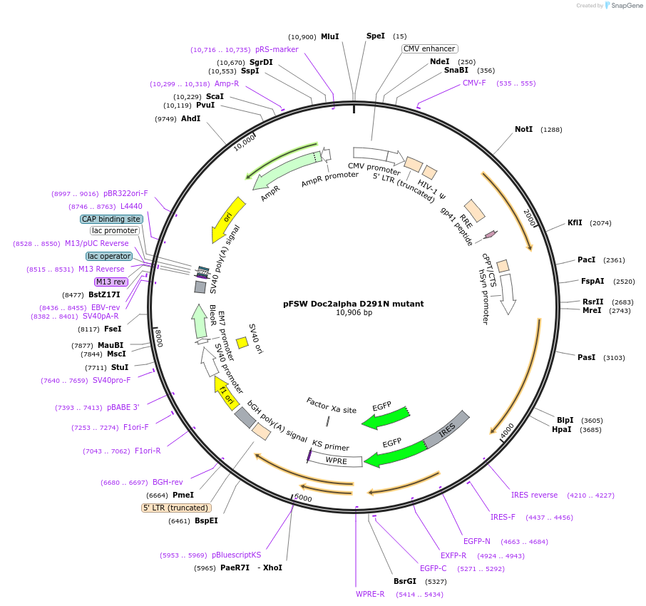 128813-plasmid-map-sequence-id-254211
