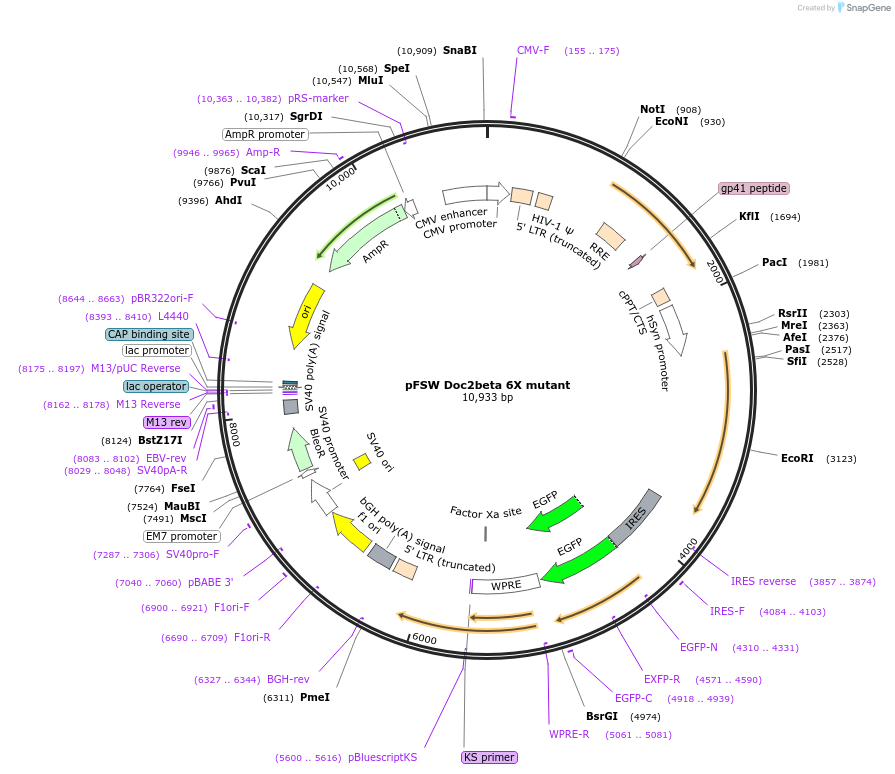 128816-plasmid-map-sequence-id-254215